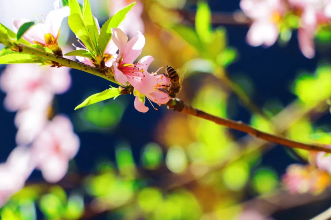 1649492032197945.jpg 7.jpg