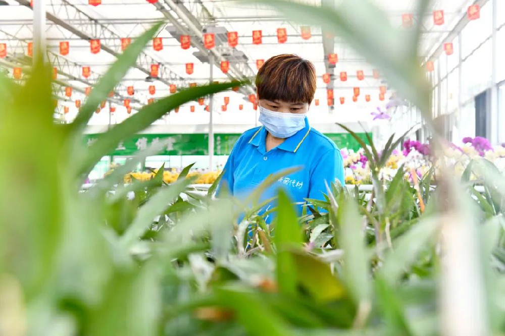 思客問答丨數(shù)字鄉(xiāng)村建設(shè)建什么？怎么建？誰來建？